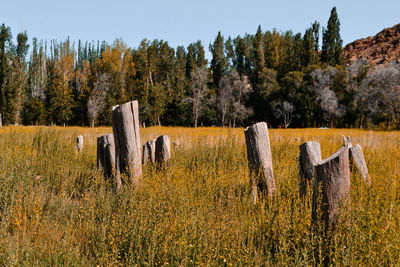 Panoramic view of wooden posts on field against sky
