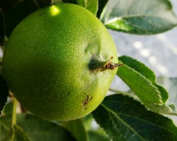 Close-up of green fruit on tree