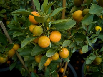 Fruits growing on tree