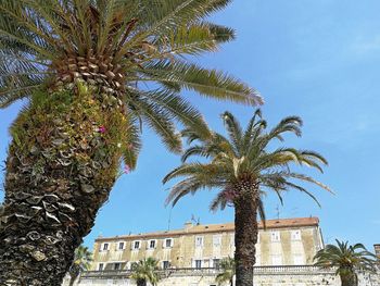 Low angle view of palm tree by building against clear sky