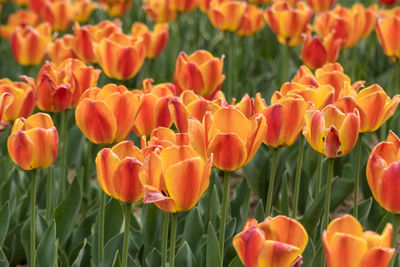 Close-up of orange tulips in field