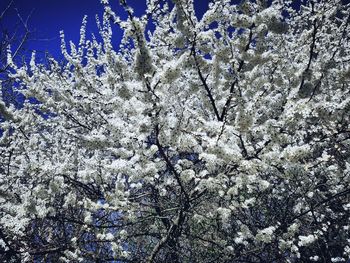 Low angle view of flower tree