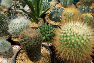 High angle view of succulent plant