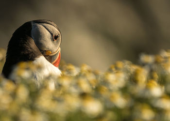 Close-up of a puffin in flowers