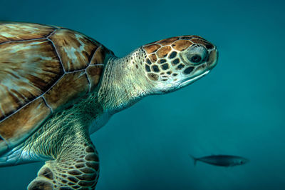 Close-up of turtle swimming in sea