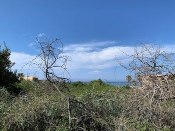 Bare trees on field against sky