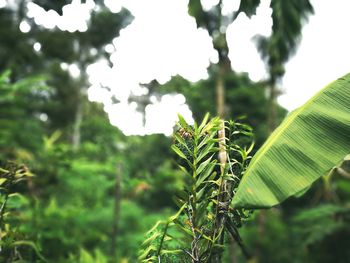 Close-up of tree branch