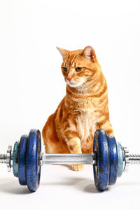 Close-up of a cat over white background