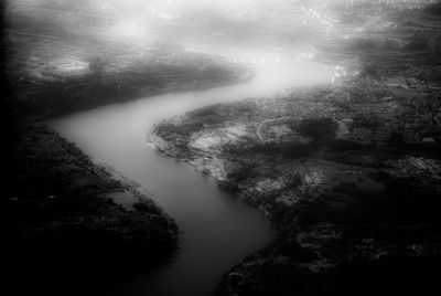 Trees in forest during foggy weather