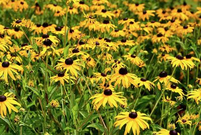 Close-up of yellow flowering plant in field