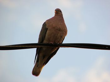 Low angle view of bird perching on metal against sky