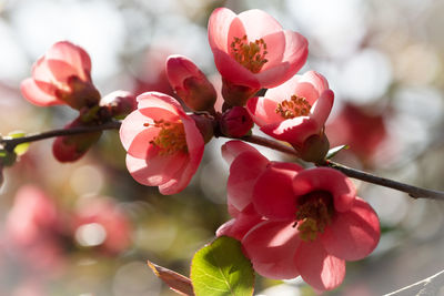Close-up of pink japanese quince blossoms in spring