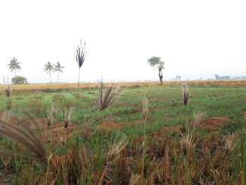 Scenic view of agricultural field against clear sky