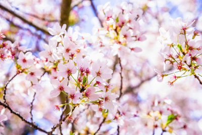 Close-up of cherry blossoms in spring