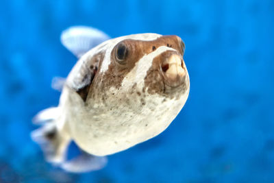 Close-up of fish swimming in sea
