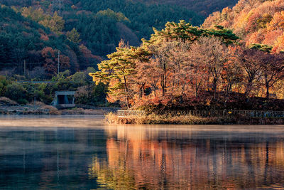 Scenic view of lake by trees in forest