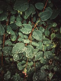 Full frame shot of raindrops on leaves