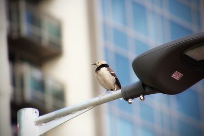 Low angle view of bird perching on metal