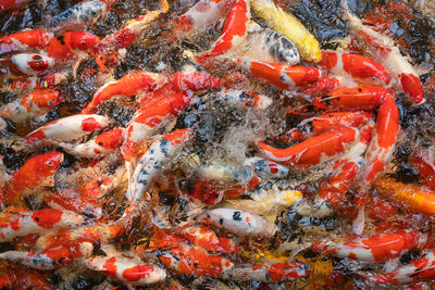 High angle view of koi carps swimming in lake