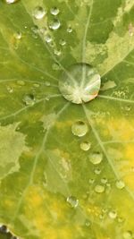 Close-up of raindrops on leaves