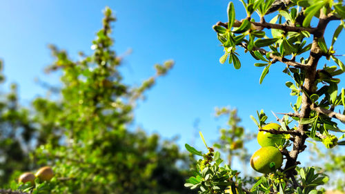 Argan tree