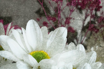 Close-up of fresh flowers blooming outdoors