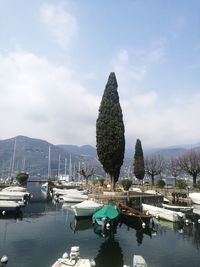 Sailboats moored in harbor by city against sky