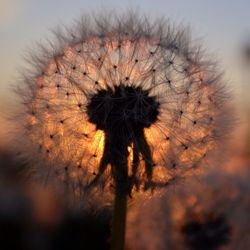 Close-up of dandelion