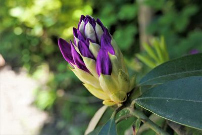 Close-up of purple flowering plant