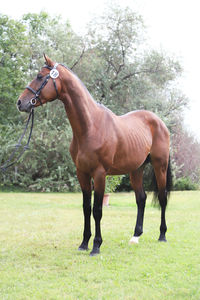 Horse standing on field