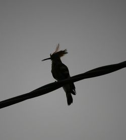 Low angle view of bird flying in sky