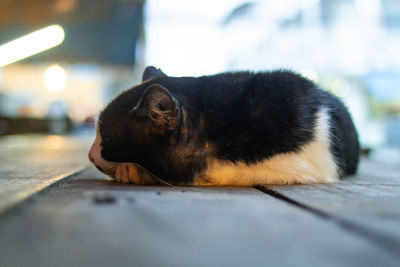 Portrait of black cat lying on floor