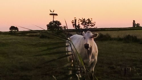 View of a horse on field