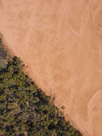 High angle view of trees in a desert