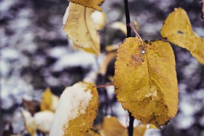 Close-up of dry leaves on plant during winter