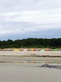 Birds flying over beach against sky