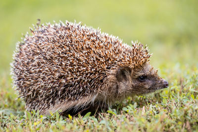 Close-up of an animal