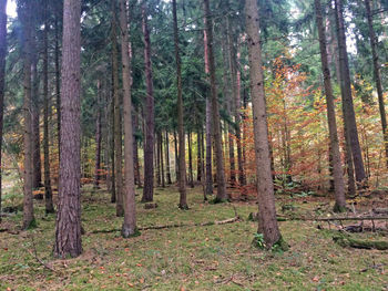 Trees in forest during autumn