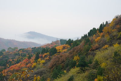 Scenic view of trees against sky during autumn