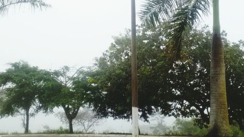 Palm trees against sky