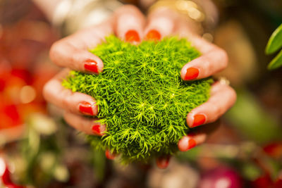 Close-up of hand holding plant