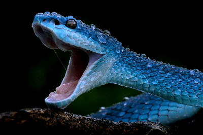 Close-up of turtle in sea