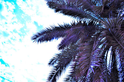 Low angle view of palm tree against sky