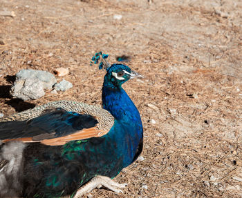 Wild colorful peacocks, little kittens in peacock forest plaka on kos greece