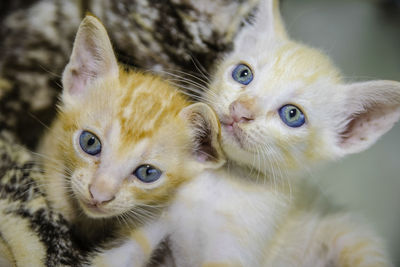 Close-up of kittens at home