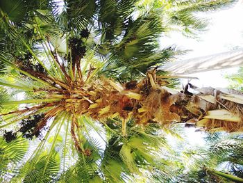 Low angle view of palm tree against sky