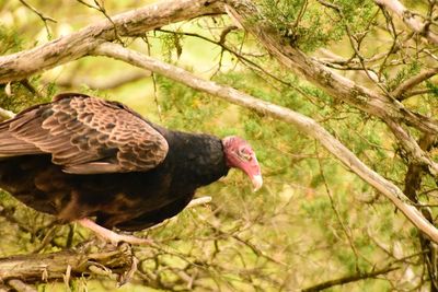 Close-up of bird perching on a tree