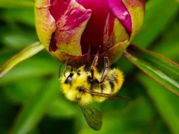 Bee on flower upside down 