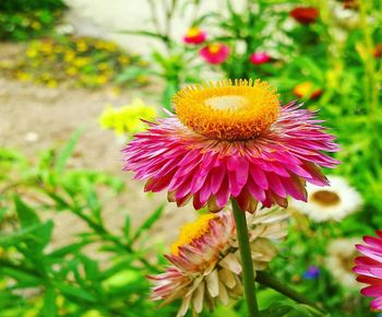 Close-up of pink flower