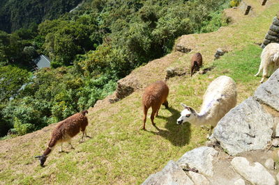 Sheep grazing on rock